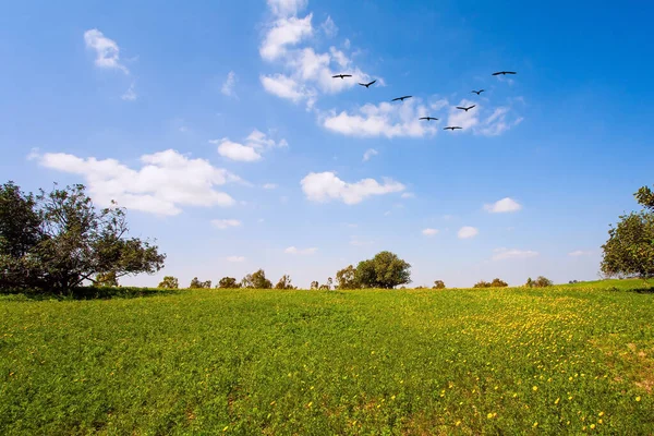 青い空を飛ぶ渡り鳥の三角形の群れ イスラエル ネゲヴ砂漠 明るい南の太陽の下での花のフィールド 壮大な開花春 素敵な暖かい日 — ストック写真
