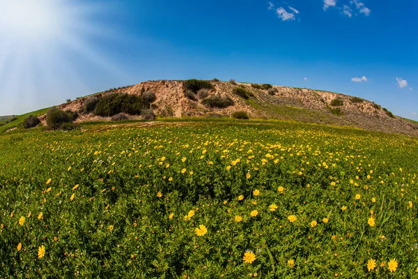 灿烂的南方阳光下盛开的雏菊地 盛开的春天 内盖夫沙漠的春天盛开 以色列 蓝天和浅云 — 图库照片