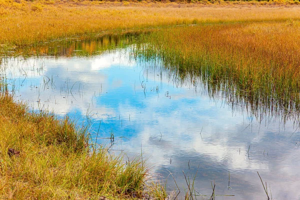 背の高い草は黄色になった カナダの西への秋の旅行 滑らかな湖の表面は曇り空を反映している — ストック写真