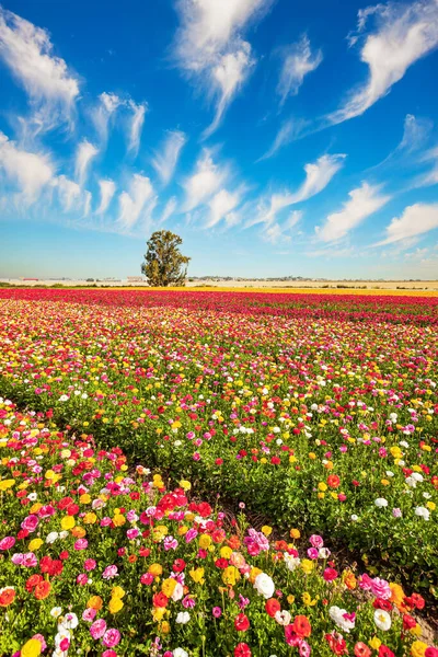 大規模な多色ランクラス バターカップは ガザとの国境に イスラエル南部のフィールドで開花します 新鮮な花の巨大な花のカーペット イスラエルの壮大な自然 — ストック写真