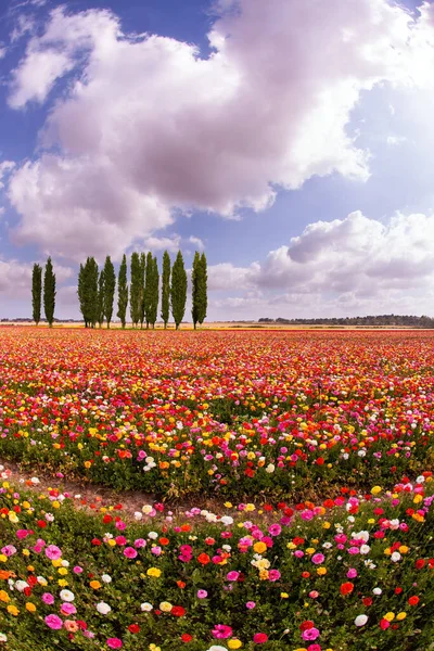 Multi-colored garden buttercups bloom in fields in southern Israel. Picturesque huge fields of flowers. Spring blue sky and light white clouds. The magnificent nature of Israel.