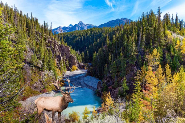 Noble Deer Branchy Antlers Grazes Bank Stream Evergreen Firs Steep — Stock Photo, Image
