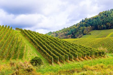 Almanya 'nın şarap bölgesine git. Kappelrodeck yakınlarındaki tepelerde düzgünce sıralanmış üzüm bağları. Sonbaharda bulutlu bir gün. 