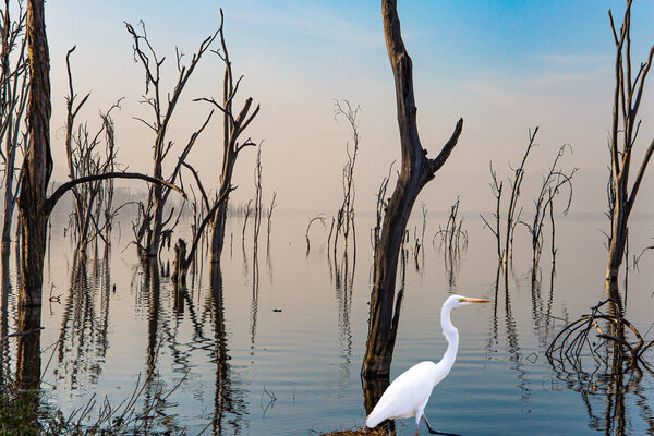 White heron looking out for prey. Gentle sunlight illuminates the half-flooded trees. Lake Nakuru Park in East Africa. Journey to the exotic country of Kenya. 