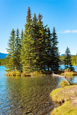 Sahildeki küçük resim adası çam ağaçlarıyla kaplı. Muhteşem Banff Parkı, Rocky Dağları, İki Jack Gölü. Kanada 'da Hint Yazı