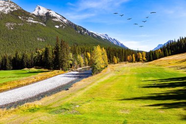 Kanada 'nın Rocky Dağları. Lanet olsun. Dağlar ladin ormanlarıyla kaplı. Kıçı çakıllı sığ bir akıntı. Hint yazında bir gün. Göçmen kuş sürüsü gökyüzünde uçuyor.