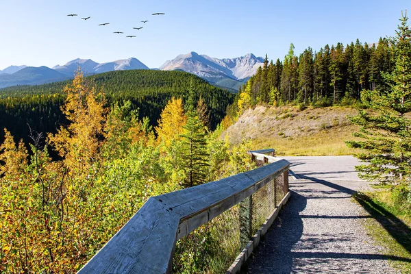 Indian summer in the Rocky Mountains, Canada. Scenic mountain road to Miette Hot Springs. Wonderful autumn day in Jasper Park. Flock of migratory birds flies in the blue sky.
