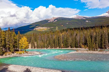 Icefields Parkway 'in kuzeyi. Eriyen buzullu su nehri. Bir sonbahar masalına yolculuk. Turuncu, sarı ve kırmızı ağaç yaprakları