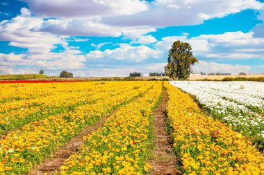 Resimli çiçek tarlaları. İsrail 'in güneyindeki tarlalarda çok renkli bahçe çiçekleri çiçek açıyor. İsrail 'in muhteşem doğası. Bahar mavi gökyüzü ve açık beyaz bulutlar. 