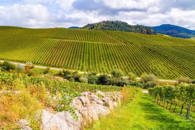 Journey to the wine region of Germany. Smooth rows of vineyards on the hills of the Rhine and Moselle. Cloudy autumn day. Autumn magic. 