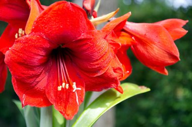 Large red flowers of blooming amaryllis shine in the sun. Gorgeous scarlet amaryllis bloomed in the spring garden. Israel in spring. Sunny May morning.