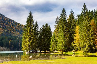Azure water of a cold lake reflects the surrounding forests. Dolomites. Shallow lake Fuzine in a mountain valley. Warm autumn afternoon. 