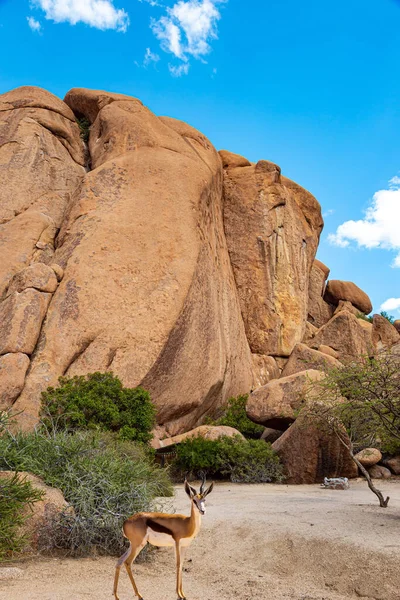Springbok Antelope Grazes Huge Stones Africa Namibia Magnificent Stone Brownish — 스톡 사진