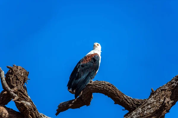 Exotic trip to the Horn of Africa, Southeast Kenya. Amboseli is a biosphere reserve by UNESCO. Bald eagle perched on a thick tree branch