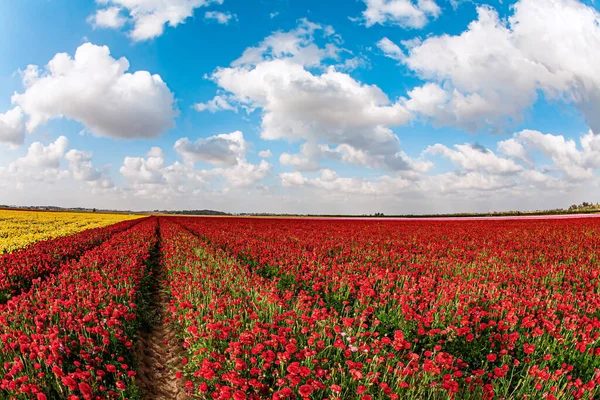 Carpet of magnificent red and yellow garden buttercups. Blue sky and white fluffy clouds. Israel, spring sunny day. Kibbutz fields of garden buttercups are ready for harvest. Spring came.