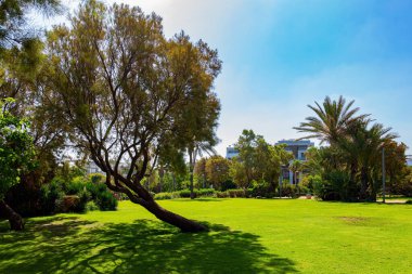 Israel. Picturesque park next to the beach in Tel Aviv, Mediterranean Sea. Tall palms grow on green lawns