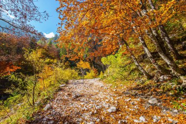  Pedestrian dirt path in the forest. 