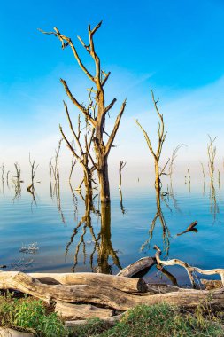 Journey to the exotic country of Kenya. Lake Nakuru Park in central Kenya in East Africa. Evening twilight. Gentle sunlight illuminates the half-flooded trees. East African Rift Valley