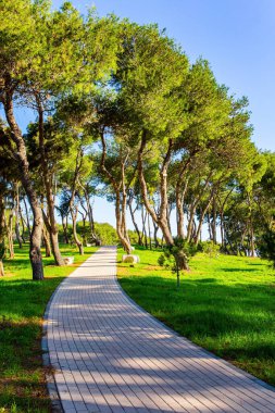 The green park in the seaside village of Caesarea. The winter sunset cast long shadows on the green grass. Picturesque paths among the trees, bent by the sea wind.