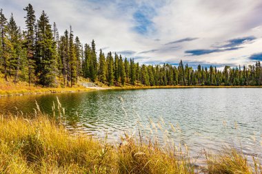 The cold shallow lake is surrounded by an evergreen forest. The lake surface is covered with small ripples. Autumn trip to the west of Canada. The tall grass turned yellow.