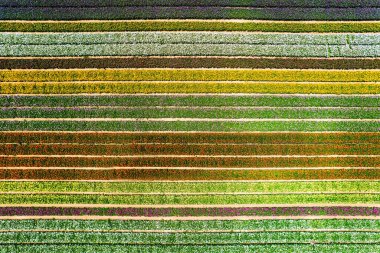 Gorgeous striped flower field. Spring in Israel. Large garden buttercups bloomed on the kibbutz field. Warm April day. Spectacular photos taken by drone.