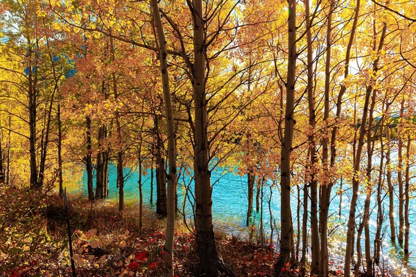 Golden birch grove flooded with lake water. Abraham Lake with picturesque blue water, arose due to the blocking of the North Saskatchewan River. Canadian autumn.