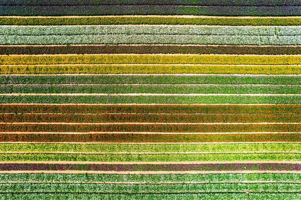 Gorgeous striped flower field. Spring in Israel. Large garden buttercups bloomed on the kibbutz field. Warm April day. Spectacular photos taken by drone.