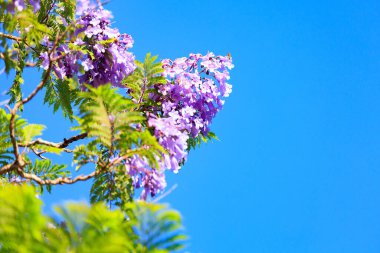 The magnificent jacaranda blooms with lilac flowers gathered in bunches. Spring came. Clear blue sky. Spring flowering trees in Shomron. Israel. 