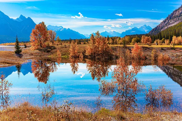 Picturesque Abraham Lake. The yellow and orange leaves of autumn trees are reflected in the smooth water of Abraham Lake. Gorgeous Canadian autumn. Sunny day in October.
