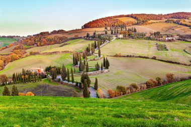  Italy. Sunset. Slender cypress trees adorn and frame the roads. Wonderful warm sunny day in late autumn. Trip to a magical land was a success! Picturesque hills, gardens and vineyards of Tuscany. 