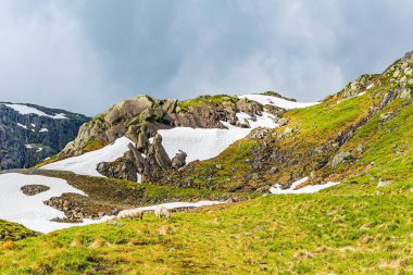 Road 520. Strange bizarre rocks pile up on the side of the road. Large snowfields remained on the mountains. Herd of sheep is grazing near the road. Summer in Norway.
