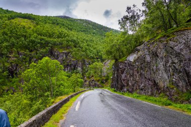 The picturesque highway passes through a coniferous forest. Cold and rainy day. Summer trip to the north of Europe. Western Norway. 