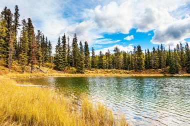 Autumn trip to the west of Canada. The tall grass turned yellow. The cold shallow lake is surrounded by an evergreen forest. The lake surface is covered with small ripples