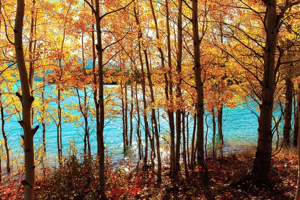 Golden birch grove flooded with lake water. Canadian autumn. Abraham Lake with picturesque blue water, arose due to the blocking of the North Saskatchewan River.