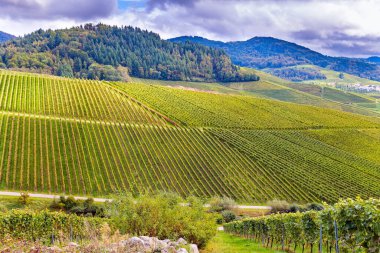  Smooth rows of vineyards on the hills near Kappelrodeck. Journey to the wine region of Germany. Cloudy day in autumn. 