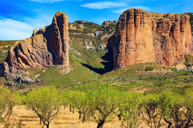 Young olive grove. The magnificent Mallets of Riglos is a conglomerate of rock formations. Spain. The foothills of the Pyrenees. Sunny afternoon. 