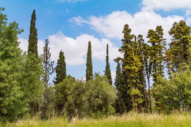 İsrail 'de ilkbaharın başlarında güzel bir gün. Açık yeşil taze çimenler tepeleri ve ovaları kaplar.. 