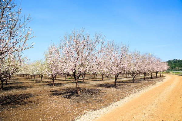Lovely large grove. Fallen flowers cover the ground like a carpet. Warm sunny spring day. White and pink flowering almond trees grow in even rows. Israel