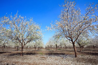 White flowering almond trees grow in even rows. Fallen flowers cover the ground like an even carpet. Gorgeous almond grove in bloom. Israel. Wonderful spring day