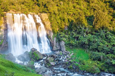 The magical beauty of New Zealand. The valley is overgrown with tropical green plants. The largest, most powerful and wide waterfall of Marocopa. North Island. 