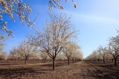 White and pink flowering almond trees grow in even rows. Fallen flowers cover the ground like a carpet. Gorgeous almond grove in bloom. Israel. Wonderful spring day