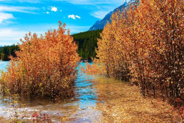 Su basmış huş ağacı koruluğu. Abraham Lake Kanada sonbaharında. Kuzey Saskatchewan Nehri 'nin tıkanması sonucu mavi sularla kaplı göl yükseldi.. 