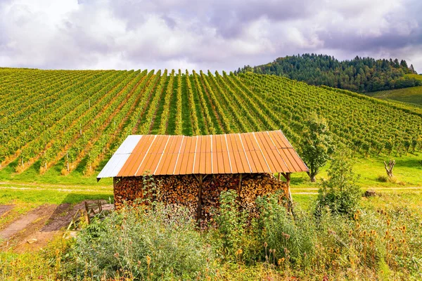 Reihen Von Weinbergen Auf Den Hügeln Des Rheins Schuppen Für — Stockfoto