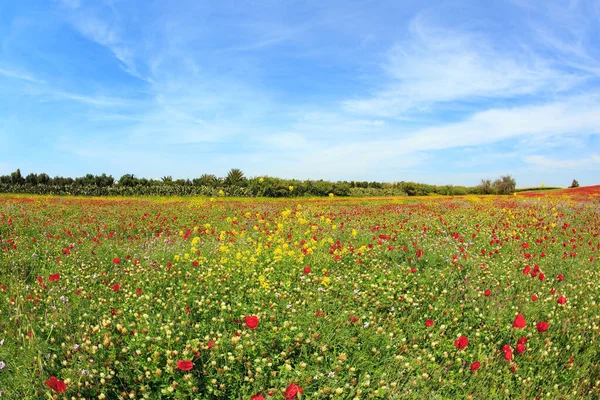 以色列南部 二月份 海葵盛开 精致的鲜红色花朵覆盖着绿色的草丛 上面铺着一条连续的地毯 — 图库照片