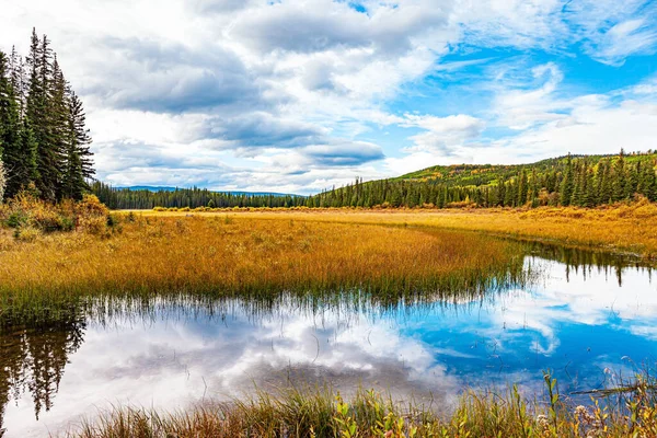 カナダの西への秋の旅行 冷たい浅い湖は常緑の森に囲まれています 背の高い草は黄色になった 滑らかな湖の表面は曇り空と細いモミの木を反映しています — ストック写真
