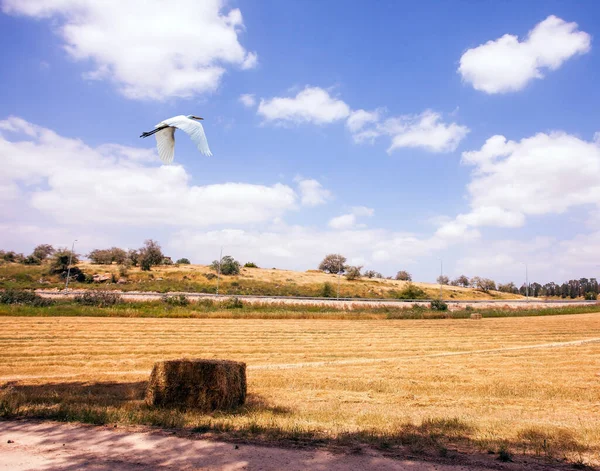Prachtige Natuur Van Israël Schilderachtige Enorme Velden Grote Reiger Vliegt — Stockfoto
