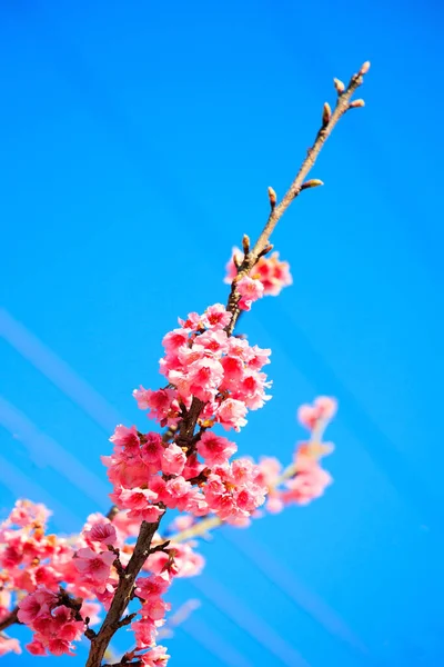 Flores Cerejeira Dia Ensolarado Flores Sakura Fofas Terry Rosa Floração — Fotografia de Stock