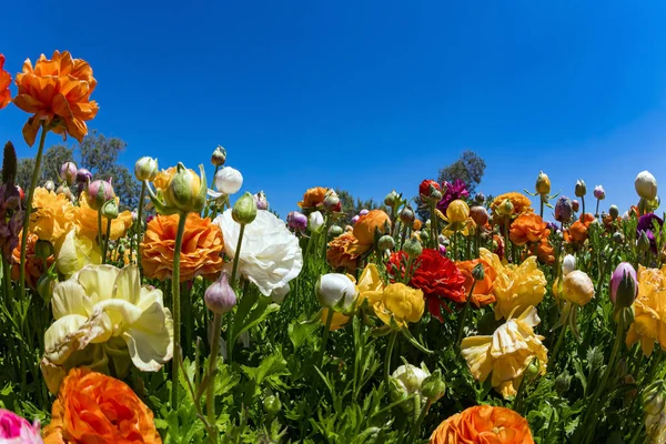Malownicze Duże Kwiaty Ogrodowe Wspaniałe Pole Kibuców Kwitnącymi Maślankami Wiosna — Zdjęcie stockowe