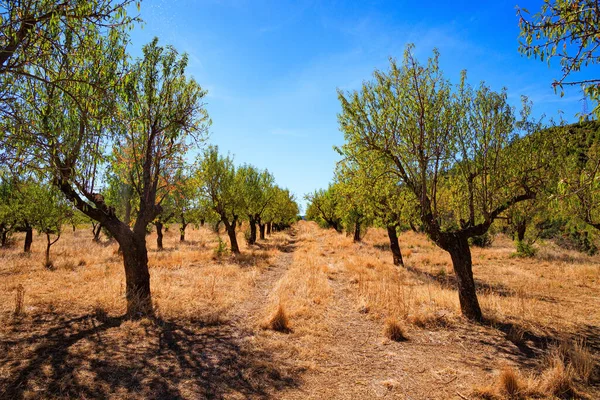 Young Olive Grove Incredibly Beautiful Aragon Spain Sunny Afternoon Mallets — Stock Photo, Image
