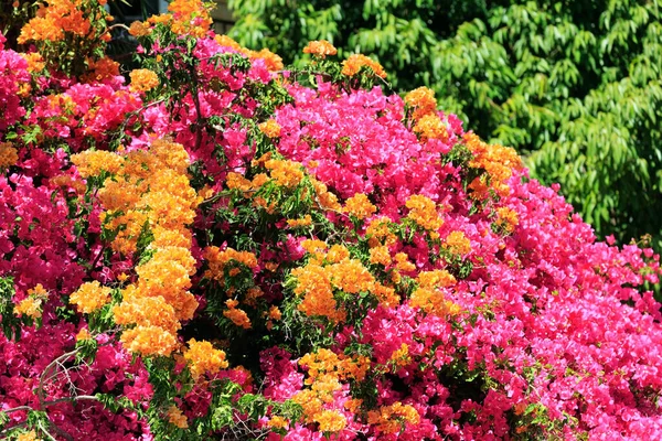春天来了Shomron的春天开花的树 以色列 浓密而可敬的花 开着华丽的花 开着橙色和粉色的花束 — 图库照片